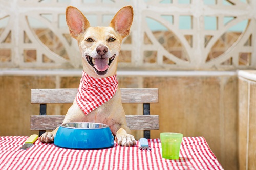 A dog friendly hotel will have designated areas where dogs and their owners can sit together and eat.