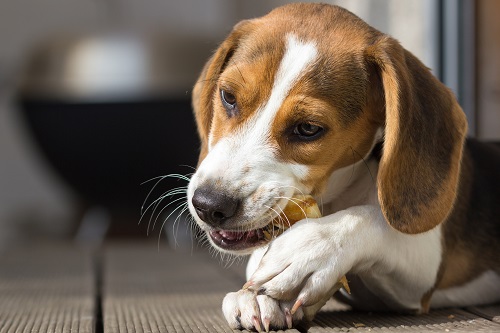 A good dog friendly hotel should offer pampered pooches some tasty treats when they arrive.