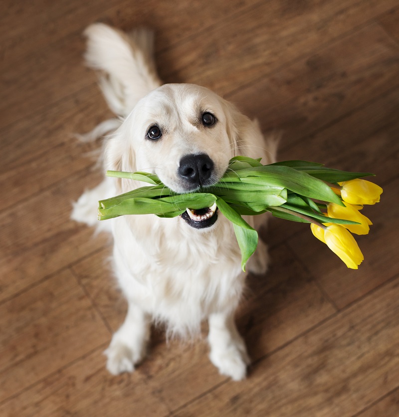 A well-trained dog can act as a flower girl for your wedding