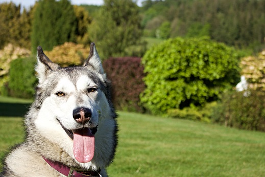 Even dog friendly weddings can be stressful. Make sure your pet is comfortable and relaxed