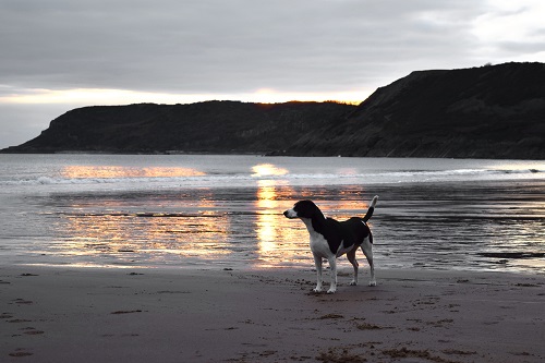 Find a dog friendly hotel with plenty of opportunities for walking, preferably with a dog friendly beach nearby.