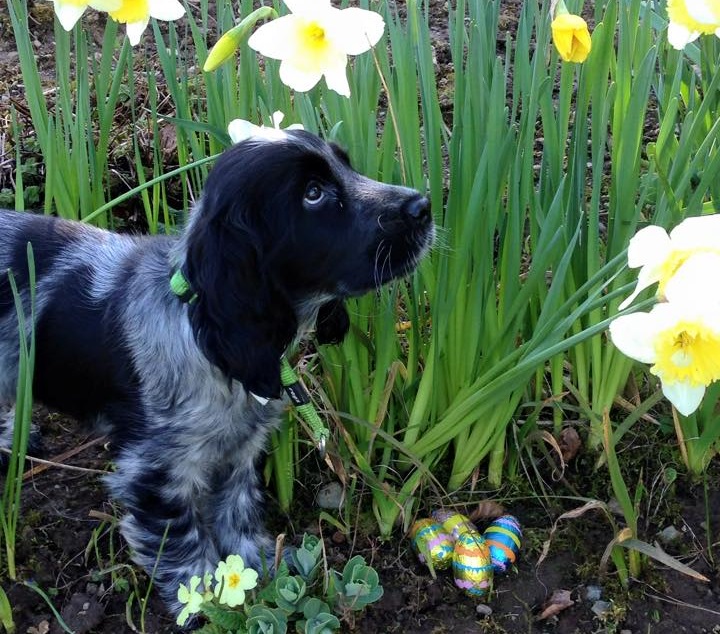 The Falcondale's resident dog, Snoopy, loves to greet our four-legged guests.