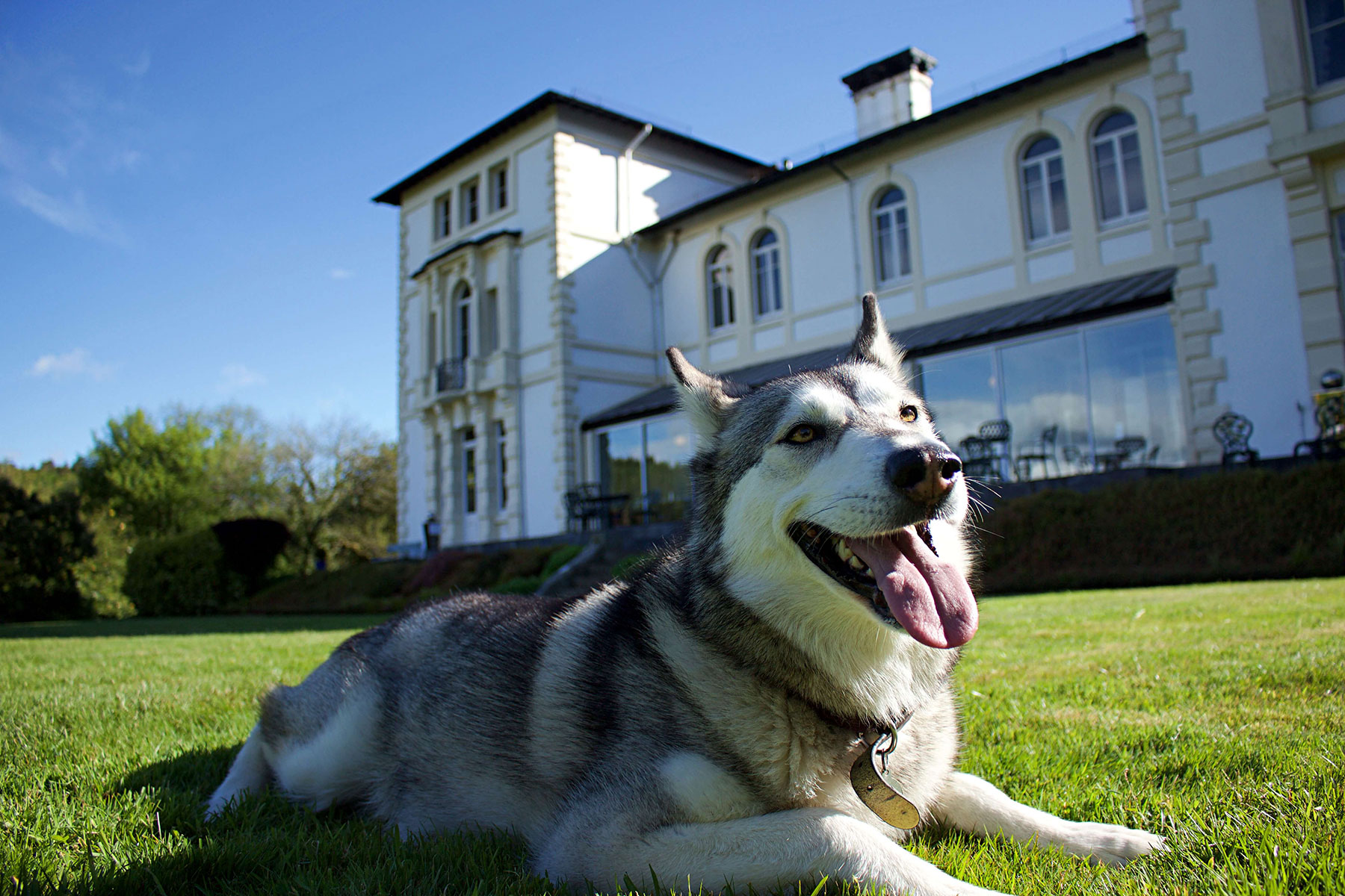 dog friendly hotels wales, the falcondale hotel, hotels in west wales